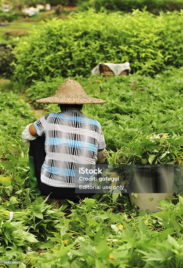 Agricoltore in un campo di lavoro cinese - Foto stock royalty-free di Adulto