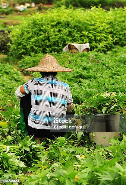 Agricoltore In Un Campo Di Lavoro Cinese - Fotografie stock e altre immagini di Adulto - Adulto, Adulto in età matura, Agricoltore