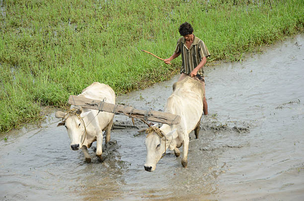 インドの農家耕すライスフィールド - sharecropper ストックフォトと画像