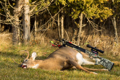 Wilson, United States- November 21st, 2012: Michigan white-tail deer harvested by a crossbow hunter.