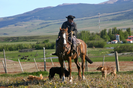 Patagonia, Chile - Nov. 15, 2012:  A Chilean gaucho and his cattle dogs room the vast expanse of Patagonia keeping watch over his cattle.