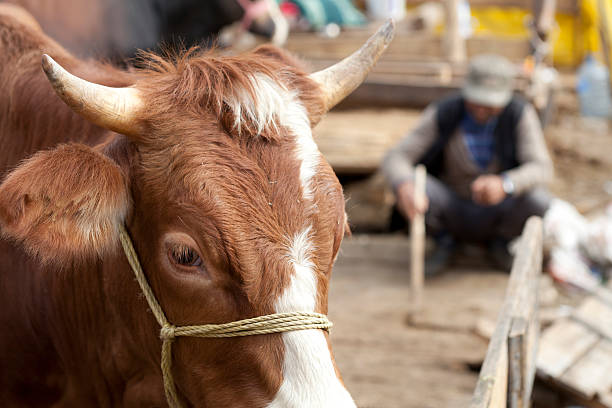 mercato degli animali a istanbul - editorial sacrifice animal cow foto e immagini stock