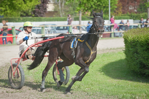 Saonara, Italy - April 25, 2012: Mid age man driving a cart during an harness racing demonstration event along the track inside the industrial area of Saonara. Every year, the local amateurs equestrian club named -Zoccolo D'oro- (Golden Hoof) arranges one or more free admittance horses festivals and everytime the event culminates with a great informal barbeque full of familiar and joyful feelings, in which everyone can participate. Shot from the track boundary in Saonara (Padua county, Italy) during the harness racing workout session held on on April 25, 2012.