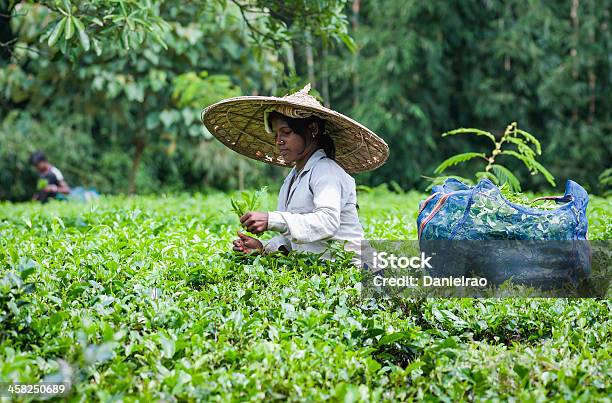Tea Leaf Harvester At Work Jorhat Assam India Stock Photo - Download Image Now - Adult, Assam, Camellia sinensis