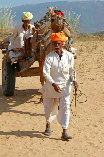Pushkar, Rajasthan, India - November 23, 2012: Men travel by a camel pulled cart through the Pushkar Camel Fair.