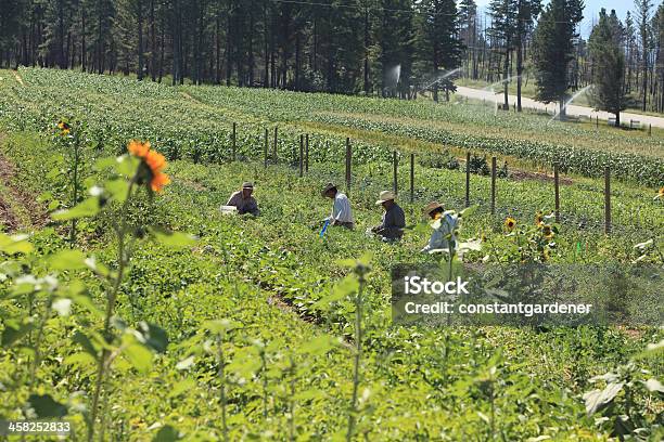 Photo libre de droit de Petite Rural Jardin Potager Avec Tous Les Gens banque d'images et plus d'images libres de droit de Adulte - Adulte, Agriculteur, Agriculture