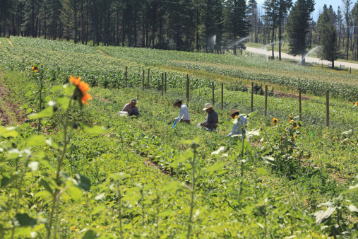 Cranbrook , Canada - July 23,2013 : Small Group of Hispanic  men picking peas in a small rural commercial vegetable garden. Corn and irrigation in background. Sunflowers and beans in the foreground.
