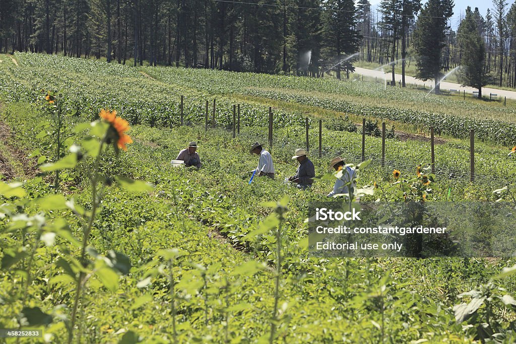 Pequeno Rural jardim com colheita de legumes - Foto de stock de Adulto royalty-free