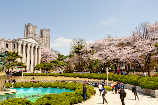 Seoul, Korea - April, 18th 2013. Kyung Hee University is a one of the most famous university in South Korea. It is comprehensive and private. There are very beautiful cherry blossoms in the campus during spring season. Students are walking and taking pictures at the campus.