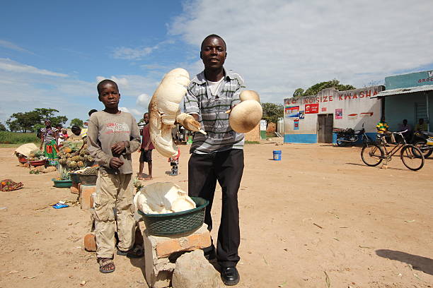 Mwinilunga, Zambia - December 7th, 2012: Young man shows his mushrooms to customers at an African market.