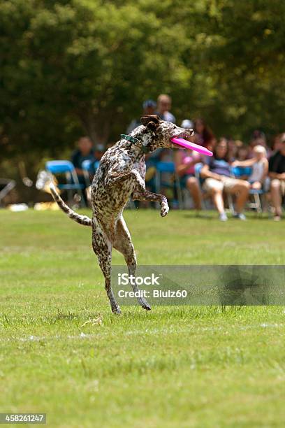 Margini Di Dalmation Saltare Per Prendere Il Frisbee In Bocca - Fotografie stock e altre immagini di Afferrare