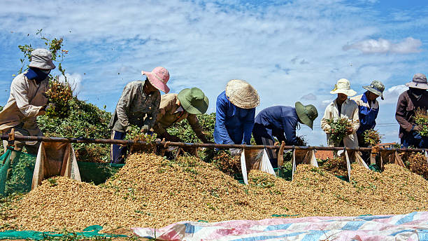 Farmer harvest on farmland Binh Thuan, Viet Nam, February 3, 2013: Farmer harvest peanut at farmland, Binh Thuan, Viet Nam, February 3, 2013 peanut crop stock pictures, royalty-free photos & images
