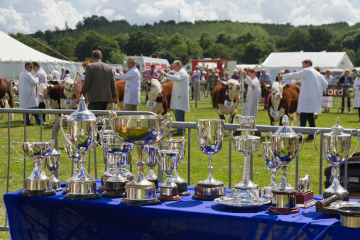 Tenbury Show, Tenbury Wells, Worcestershire, UK - 3rd August 2013: Silver trophies ready to be given to the cattle being judged in the ring at the annual Tenbury agricultural show.