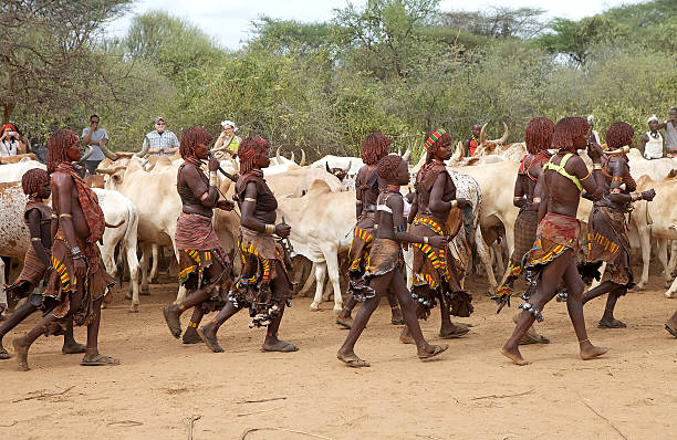 アフリカの女性と牛 - dancing africa ethiopian culture ethiopia ストックフォトと画像