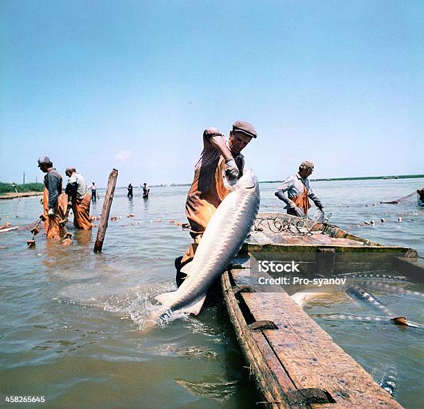 Photo libre de droit de Sturgeon Est Découvert Dans Le Fleuve Volga banque d'images et plus d'images libres de droit de Esturgeon - Esturgeon, Astrakhan, Bateau de plaisance