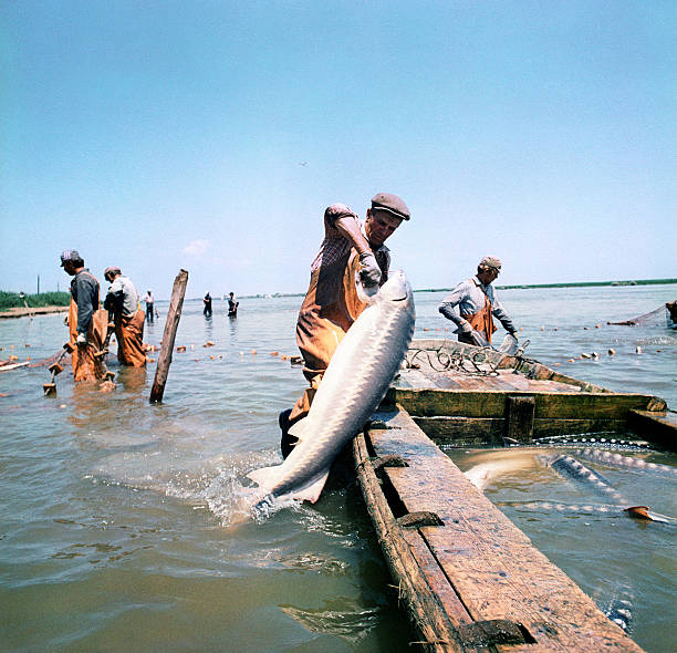 jesiotr jest złowionych w rzeka wołga. - commercial fishing net fishing net fishing fishing industry zdjęcia i obrazy z banku zdjęć