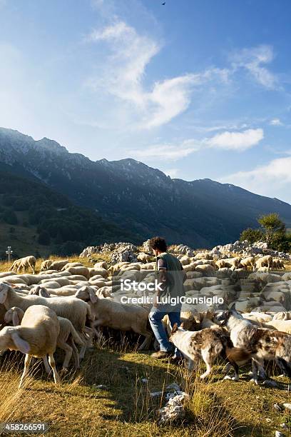 Rebanho De Carneiros - Fotografias de stock e mais imagens de Agricultura - Agricultura, Animal, Ao Ar Livre