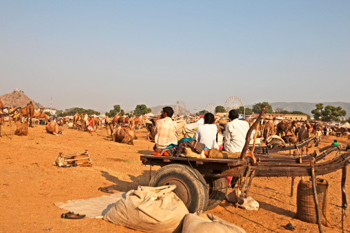 Pushkar, India - November 21, 2012: Indian herders relaxing after the busy camel trading day at the annual camel fair.