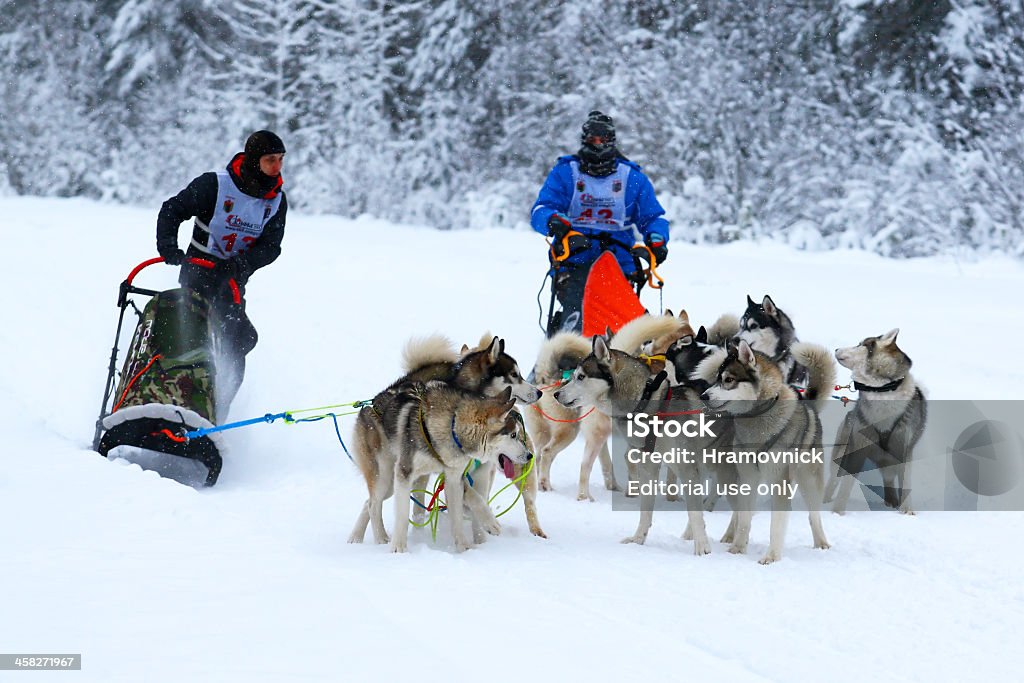 Sled-dog race - Foto stock royalty-free di Ambientazione esterna