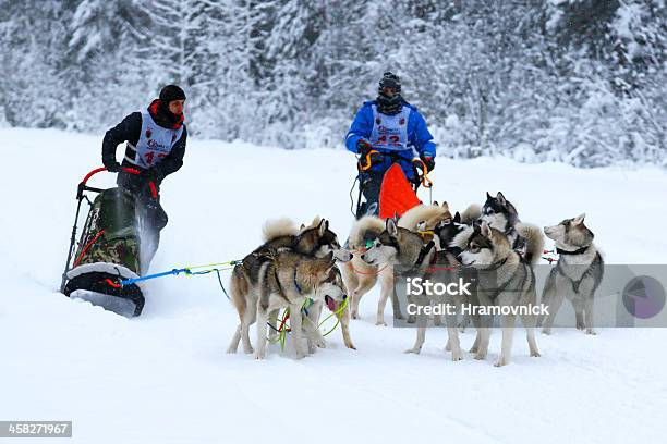 Sleddog Race - Fotografie stock e altre immagini di Ambientazione esterna - Ambientazione esterna, Animale, Animale da compagnia