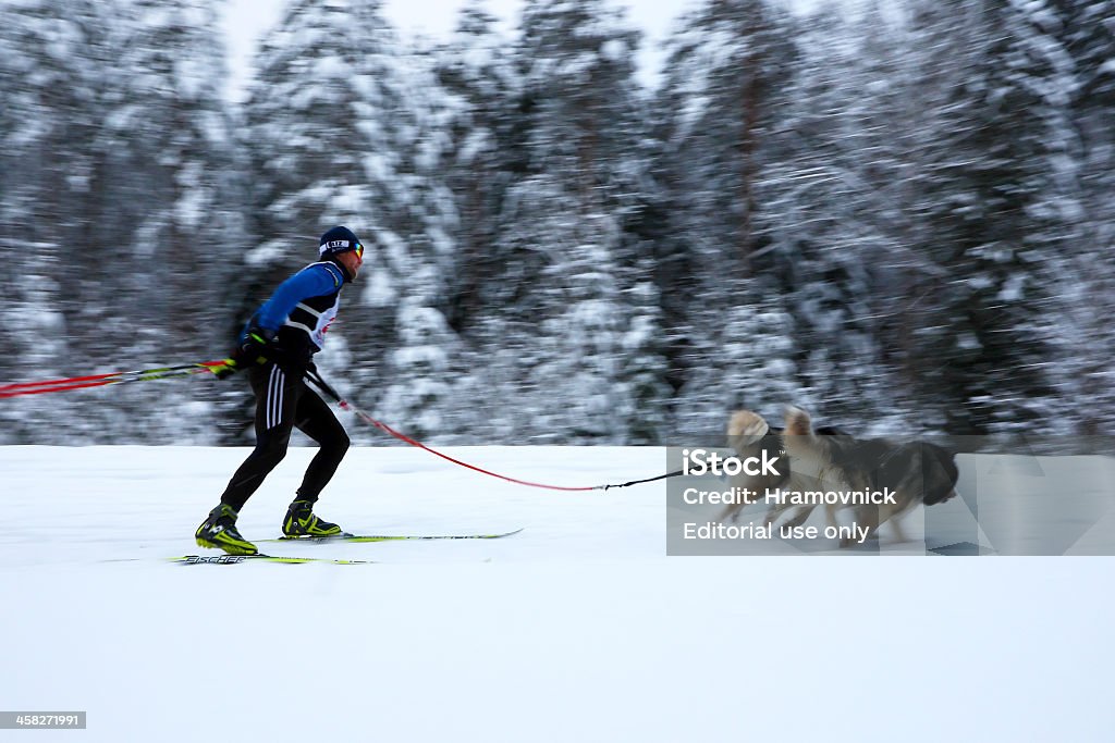 Ski attelé à la Russie. - Photo de Chien libre de droits