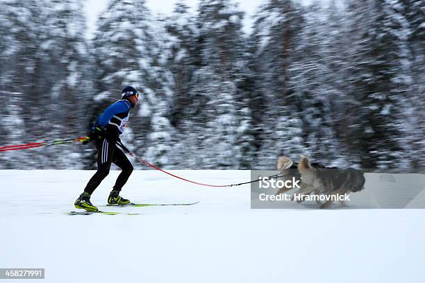 Photo libre de droit de Ski Attelé À La Russie banque d'images et plus d'images libres de droit de Chien - Chien, Ski attelé, Activité