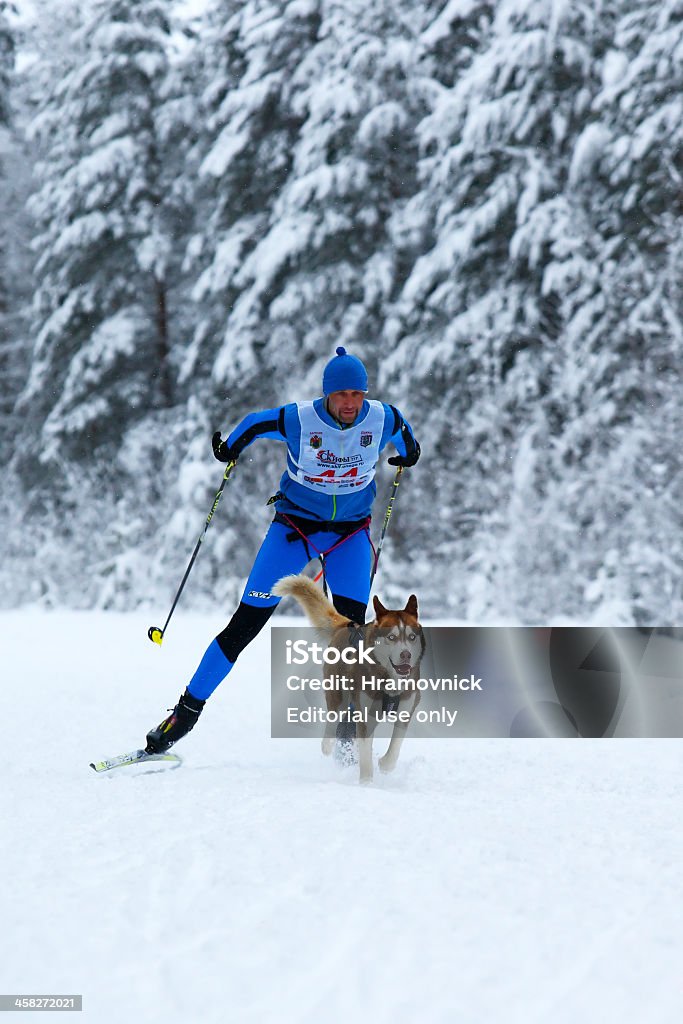 Skijoring w Rosji. - Zbiór zdjęć royalty-free (Skijoring)