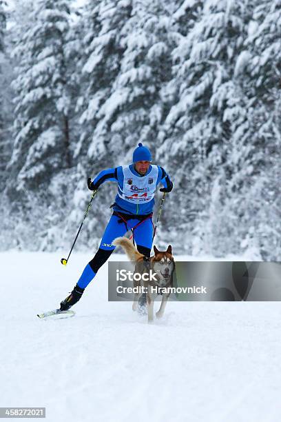 Skijoring Na Rússia - Fotografias de stock e mais imagens de Skijoring - Skijoring, Animal, Arreio