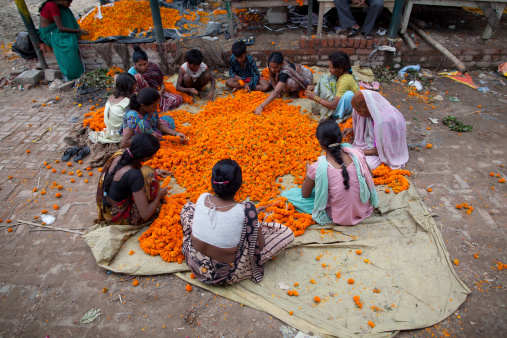 New Delhi, India - July 6, 2013.  Indian women making garlands of marigolds which will be sold at the flower market.