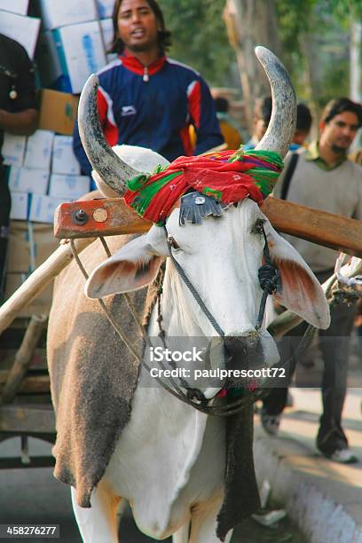 Foto de Motorista De Vaca Feito Carrinho e mais fotos de stock de Adulto - Adulto, Amontoamento, Asiático e indiano