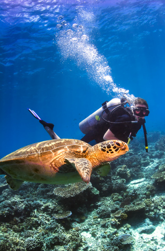 Semporna, Malaysia - October 5, 2007: Un-indentified scuba diver observing a swimming Green Sea Turtle on a reef in Sipadan Island, Sabah. Sipadan is renowned for it's large population of Sea Turtles and strict conservation regulations.