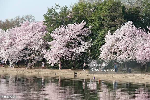 Tourist Are Looking At The Cherry Blossoms Tidal Basin Washington Stock Photo - Download Image Now