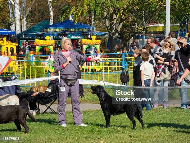 Sumy Regionale Dog Show Stockfoto und mehr Bilder von Anstrengung - Anstrengung, Ereignis, Fotografie