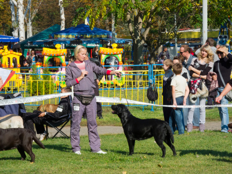 Sumy, Ukraine - October 7, 2012: Participants compete in regional dog show. Dog shows are held in Sumy twice a year and are very popular among the locals.
