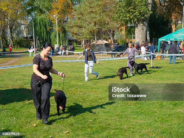 Sumy Regionale Dog Show Stockfoto und mehr Bilder von Anstrengung - Anstrengung, Ereignis, Fotografie