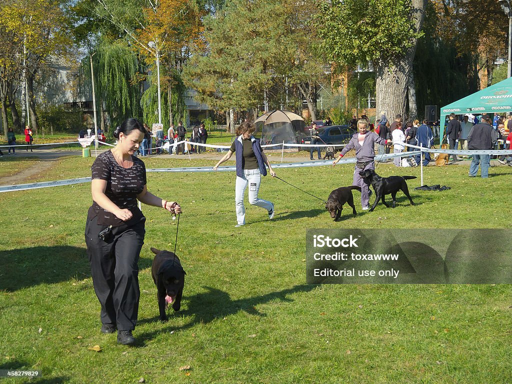 regional de Sumy dog show - Foto de stock de Amizade royalty-free