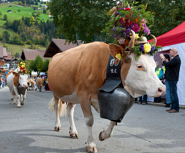 소, 꽃 장식 및 종소리 도보여행에 타운명을 - editorial europe flower cattle 뉴스 사진 이미지