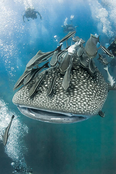 Tiburón ballena y buceo para buzos underwater en Tailandia - foto de stock