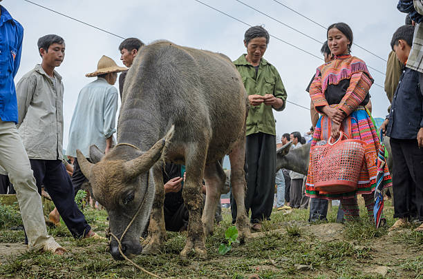 bac ha 일요일 시장에 라오까이 province, vietnam - livestock market 뉴스 사진 이미지