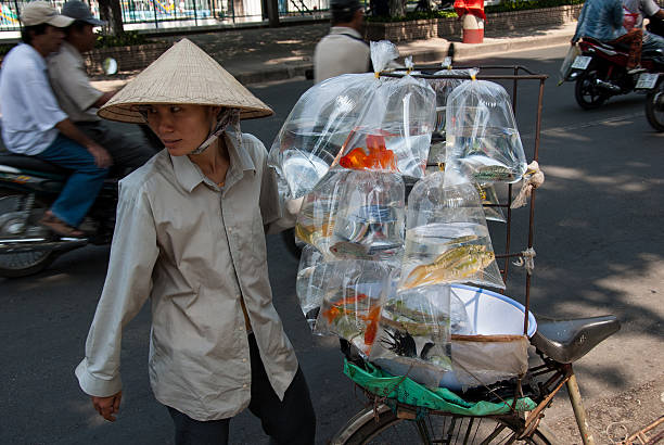 金魚ベトナムで販売 - street sale ストックフォトと画像