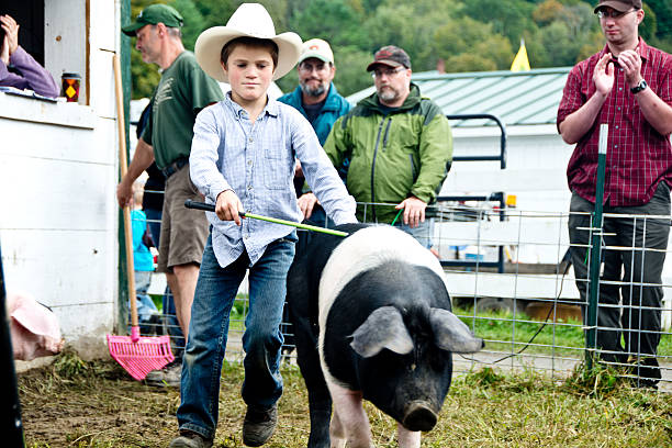 Boy leading a saddleback hog at the Tunbridge Fair, Vermont stock photo
