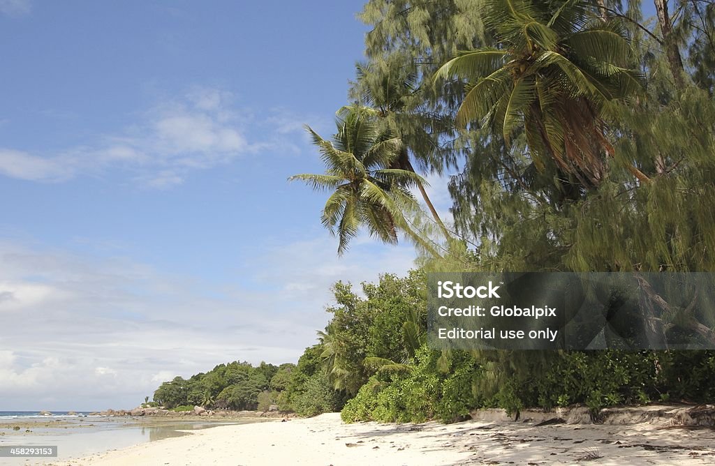 Coconut Palm Bäume (Cocos nucifera) auf einer tropischen Insel, Seychellen - Lizenzfrei Abstrakt Stock-Foto