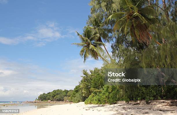 야자 나무로 열대 섬 세이셜 0명에 대한 스톡 사진 및 기타 이미지 - 0명, 견과, 고요한 장면