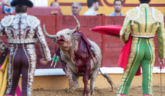Badajoz, Spain -June, 25th 2013: Manzanares, bullfighter, kills a bull in a bullfighting ring