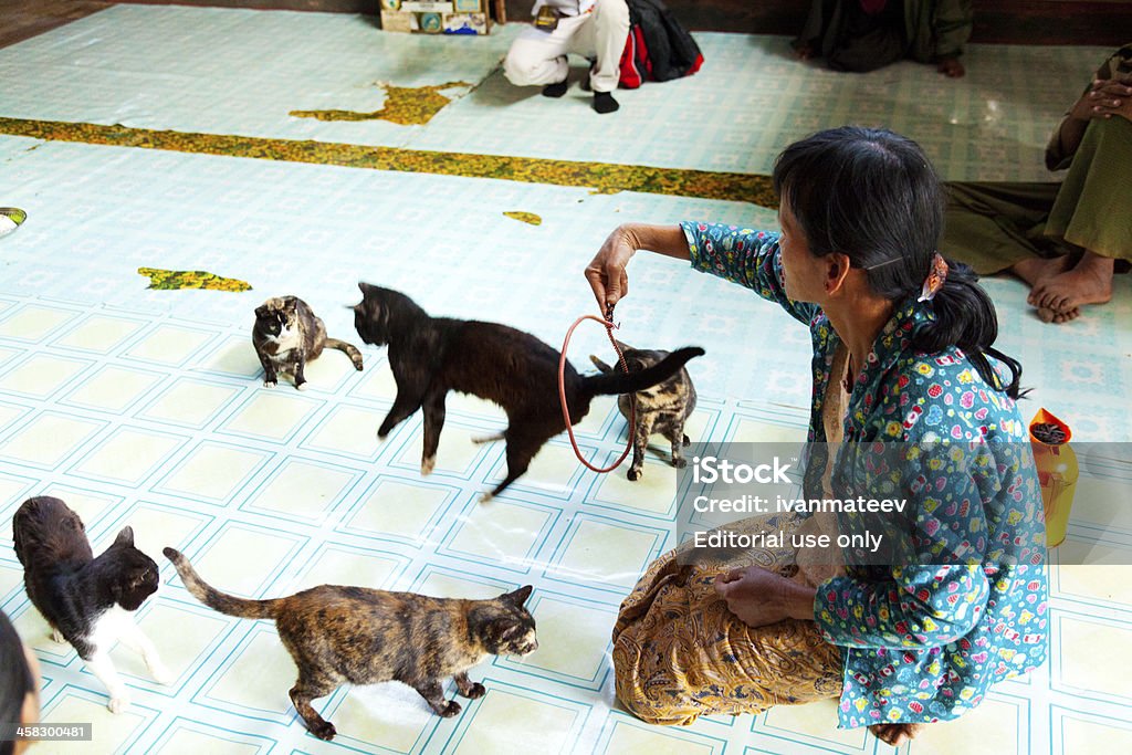 Sauter chat Monastère, Myanmar - Photo de Adulte libre de droits