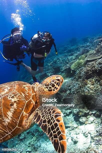 Водолазная Дайверов Глядя На Зеленый Turtle — стоковые фотографии и другие картинки Вертикальный - Вертикальный, Взрослый, Внимательно смотреть