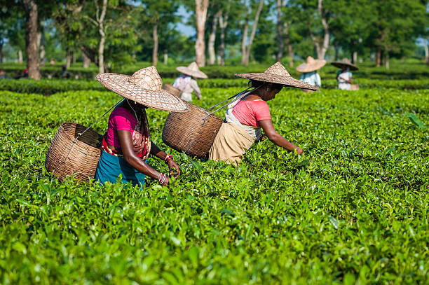 Women harvest tea leaves, Jorhat, Assam, India. Jorhat, India - August 30, 2011: a group of female employees harvest the second flush of tea leaves. They are wearing wide cane hats, saris and carrying wicker baskets to place the picked tea leaves. It is a bright sunny and hot day on the plantation which is in Jorhat, Assam, north east India. assam india stock pictures, royalty-free photos & images