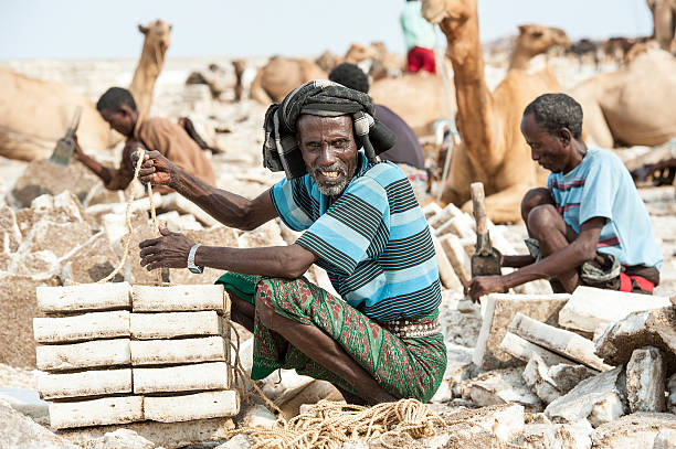 Danakil Desert, Ethiopia - November 26, 2011: An Afar salt worker at the Ass Ale salt lake in the Danakil Desert in Ethiopia is packing the salt plates which have been broken out of the salt-lake. Afterwards the salt is transported by the last salt caravans of the world in 5 - 6 days up to the Highlands of Northern Ethiopia.