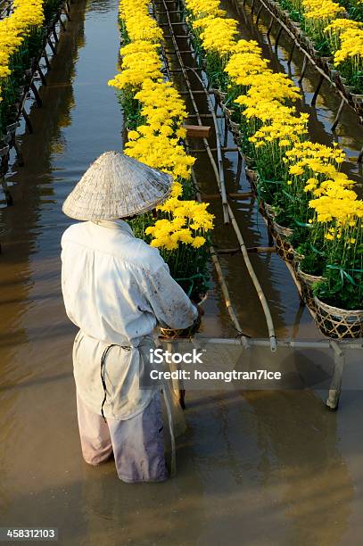 Vietnam Hombre Teniendo Cuidado De Flores Foto de stock y más banco de imágenes de Adulto - Adulto, Agricultor, Agricultura