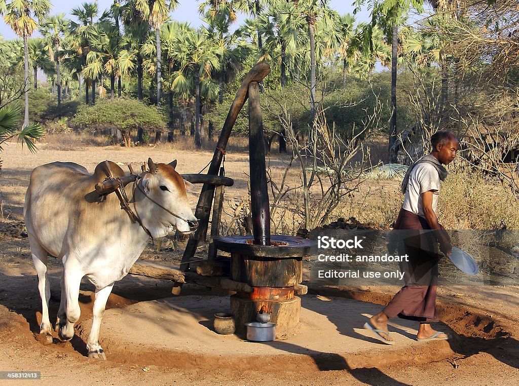 Coconut Mill Stock Photo - Download Image Now - Mill, Wild Cattle, Adult -  iStock